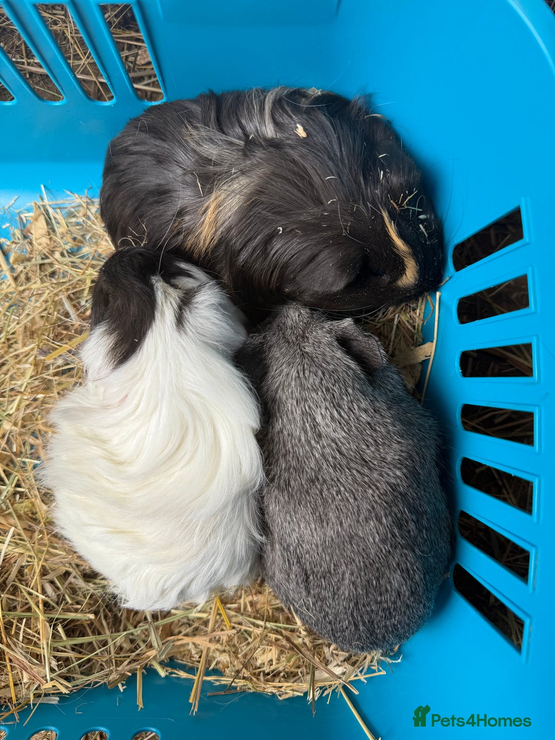 Guinea Pig rodents for sale: Baby male guinea pigs - Image 3