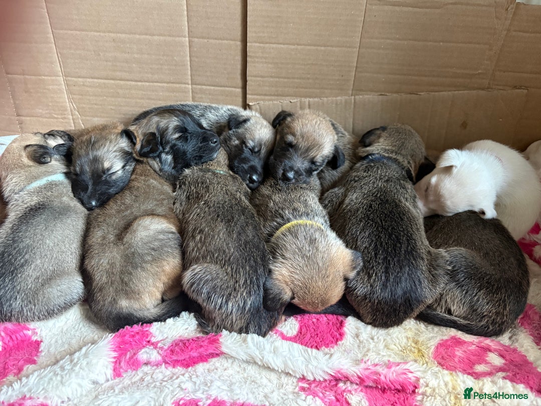 Mixed Breed dogs for sale: German Shepherd cross puppies - Image 1