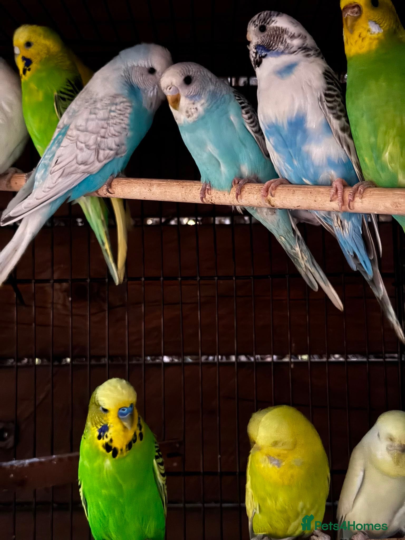 Budgerigars birds Budgies for sale  - Advert 19
