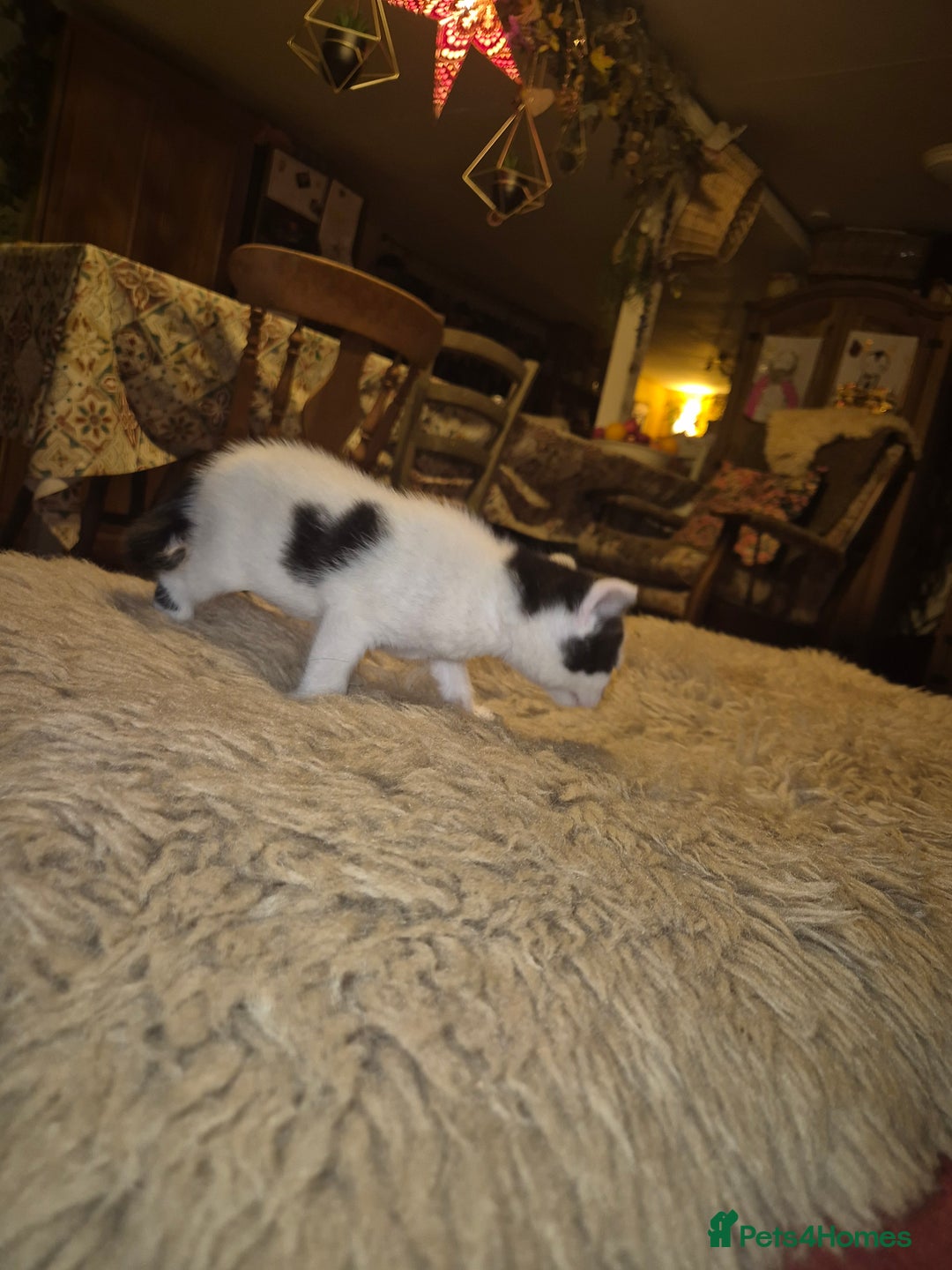 Mixed Breed cats for sale: Beautiful mix breed letter - Advert 9