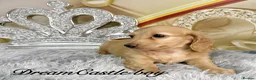 Miniature Dachshund dogs for sale: Ready to leave Kc long coat cream puppies  - Advert 16
