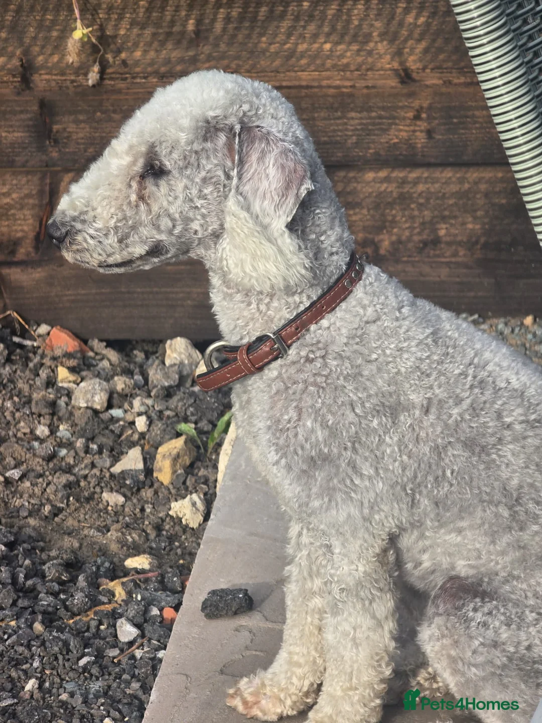 Bedlington Terrier dogs for sale: Beddlington Terrier's pure breed pups x5 - Advert 2