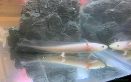 Axolotl reptiles for sale: Nicely grown on Axolotls mixed colours - Image 5