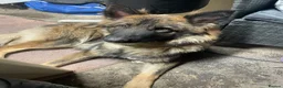 German Shepherd dogs for sale: Female german shepherd  in Derby - Advert 13
