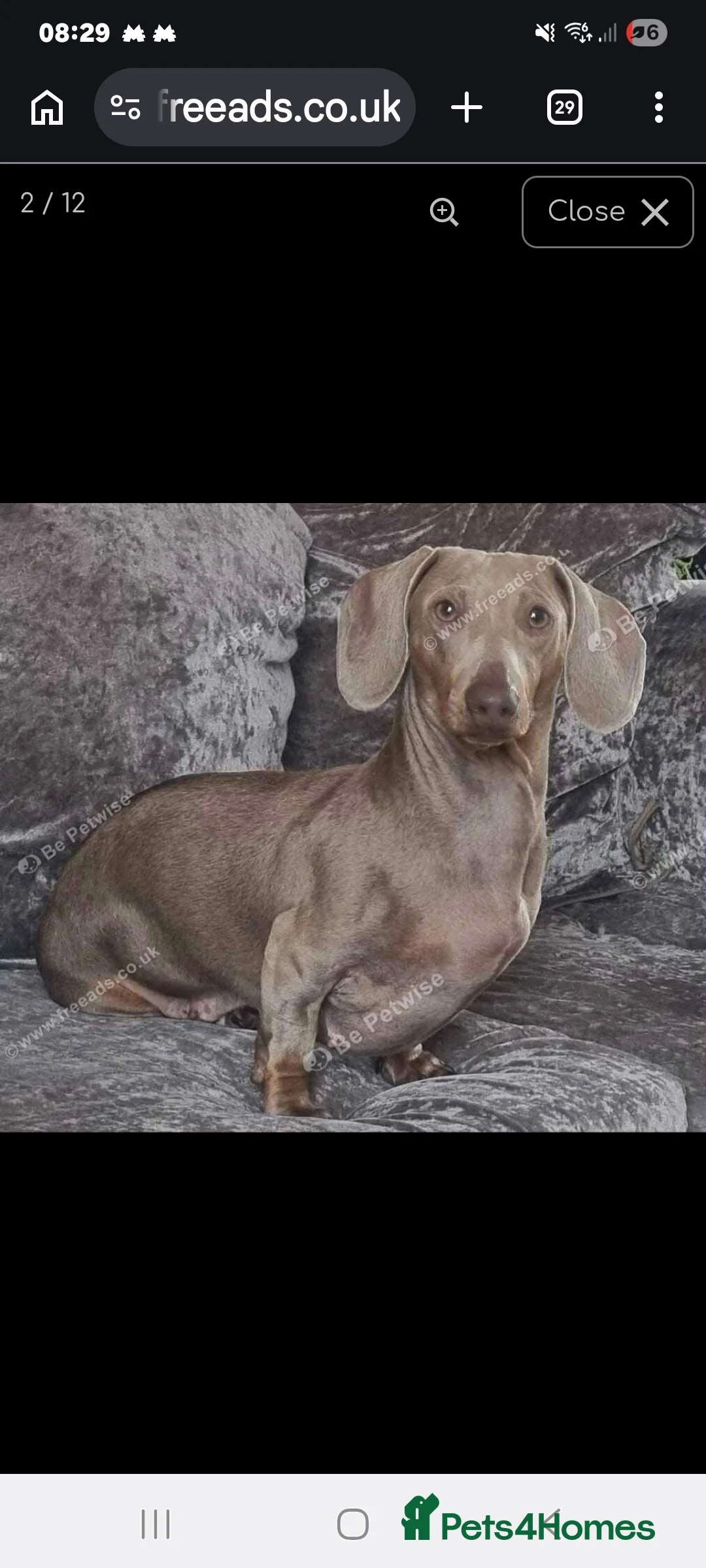 Miniature Dachshund dogs for sale: Minature Dachshund puppys  - Advert 2