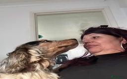 Cocker Spaniel dogs for sale:  💛 Gentle & Loving 5-Year-Old Show Cocker Spaniel - Image 5