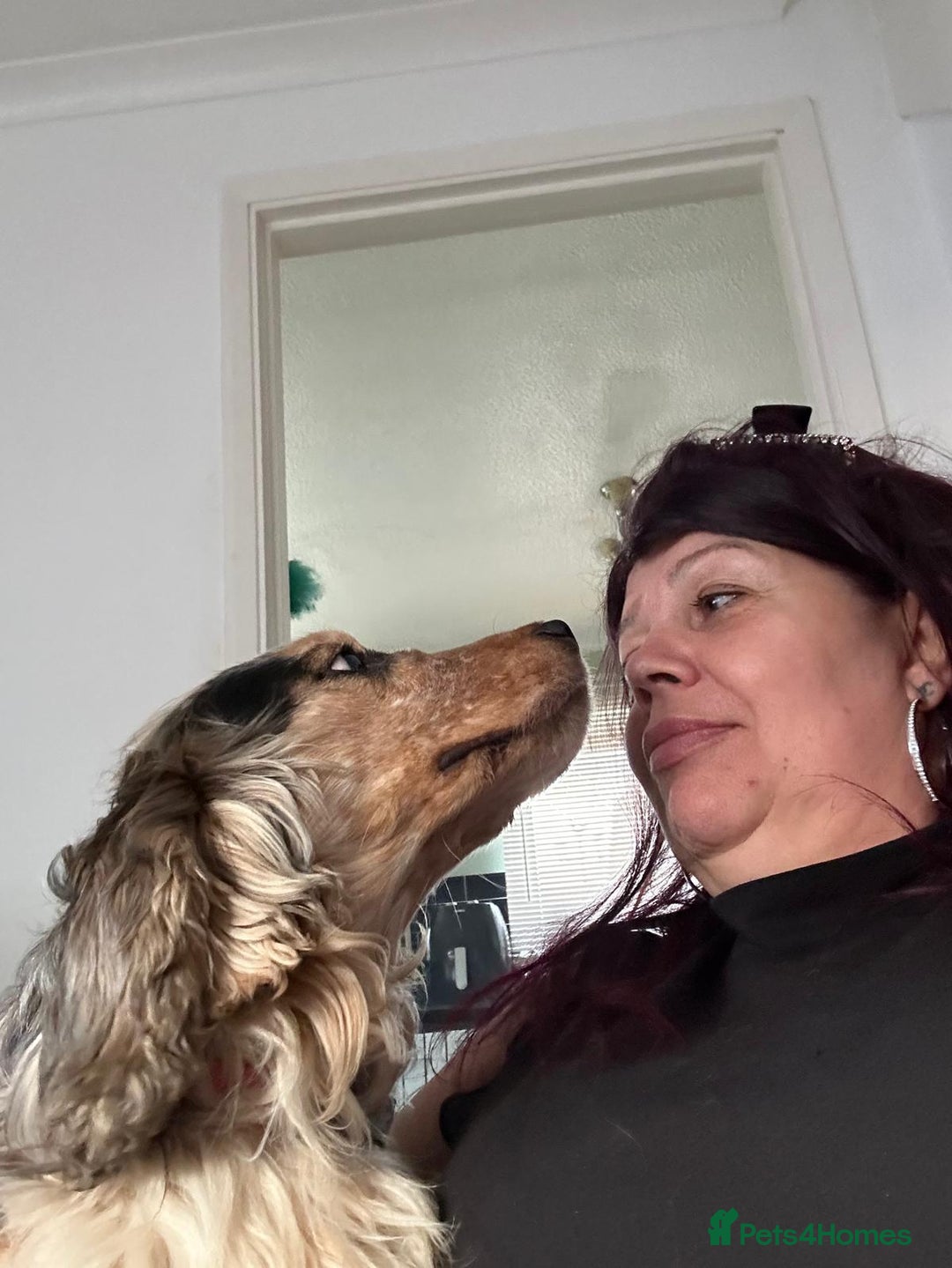 Cocker Spaniel dogs for sale:  💛 Gentle & Loving 5-Year-Old Show Cocker Spaniel - Image 5