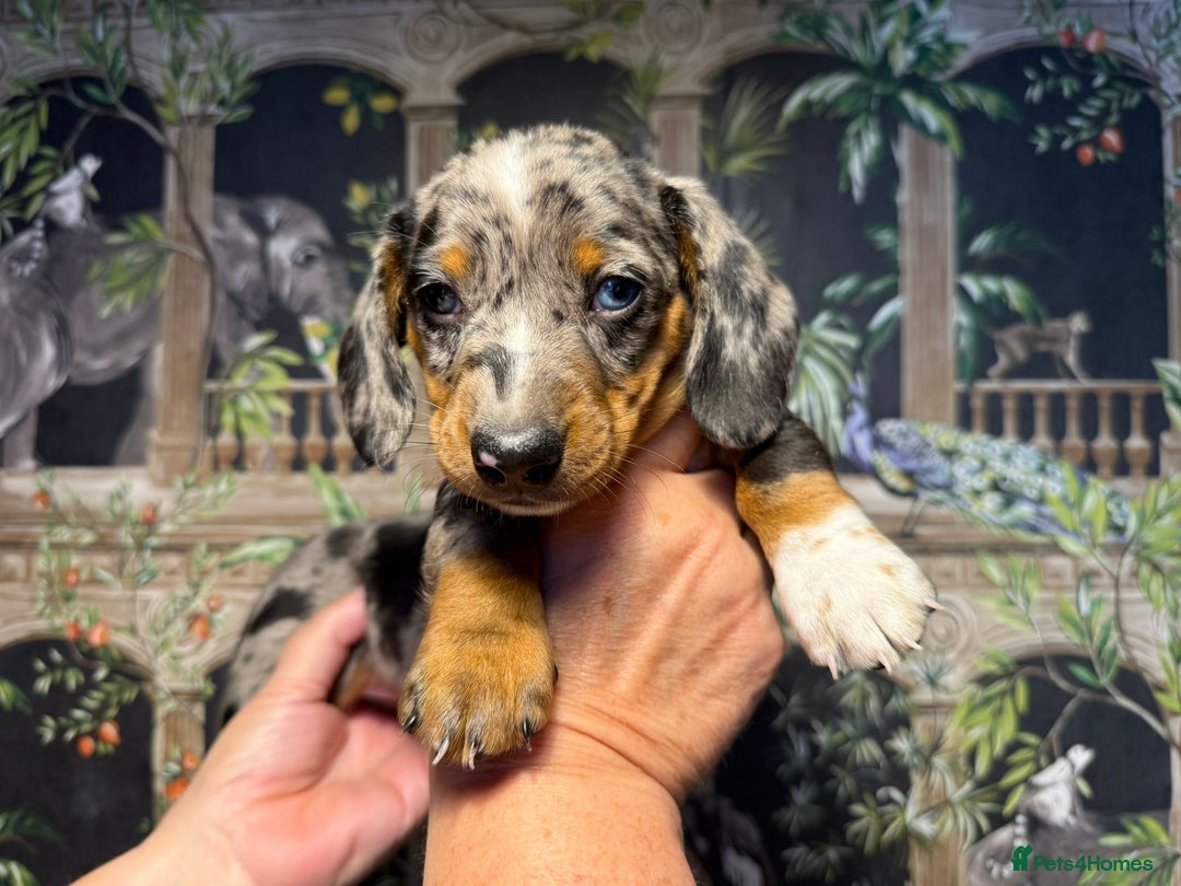 Miniature Dachshund dogs for sale: Stunning Unique Miniature Dachshund Puppies  - Image 4