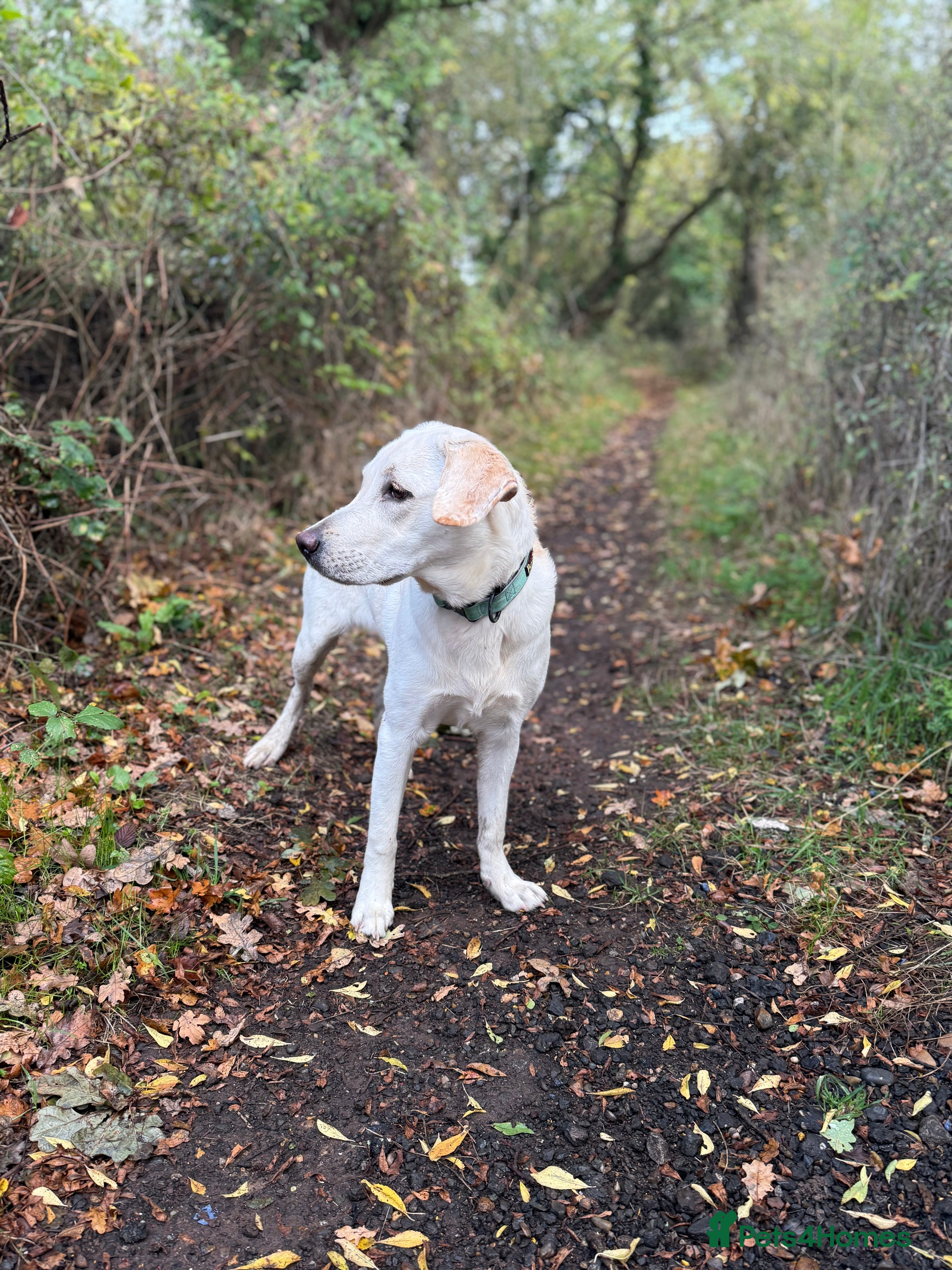 Labrador Retriever dogs 9 month old Willow  - Advert 13