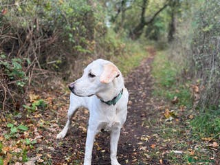 Labrador Retriever dogs 9 month old Willow - Advert 15