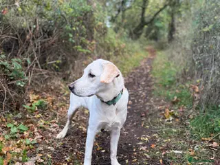 Labrador Retriever dogs 9 month old Willow - Advert 18