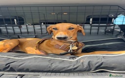 Mixed Breed dogs for sale: Mara - Doberman X Lurcher 7 month old girl - Image 6