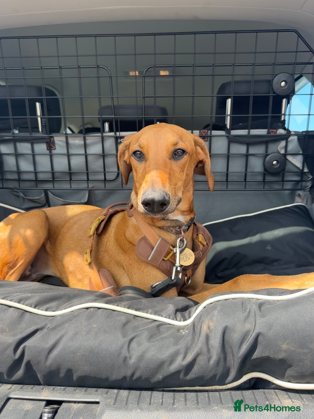 Mixed Breed dogs for sale: Mara - Doberman X Lurcher 7 month old girl - Image 6
