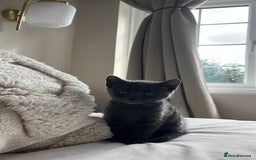 Russian Blue cats for sale: Gorgeous male kitten needs home asap - Image 8