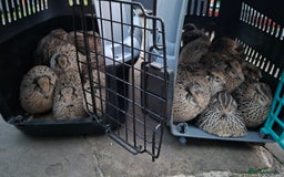 Quail poultry for sale: Standard/Jumbo/Celadon Quail Chicks & Hens - Image 10