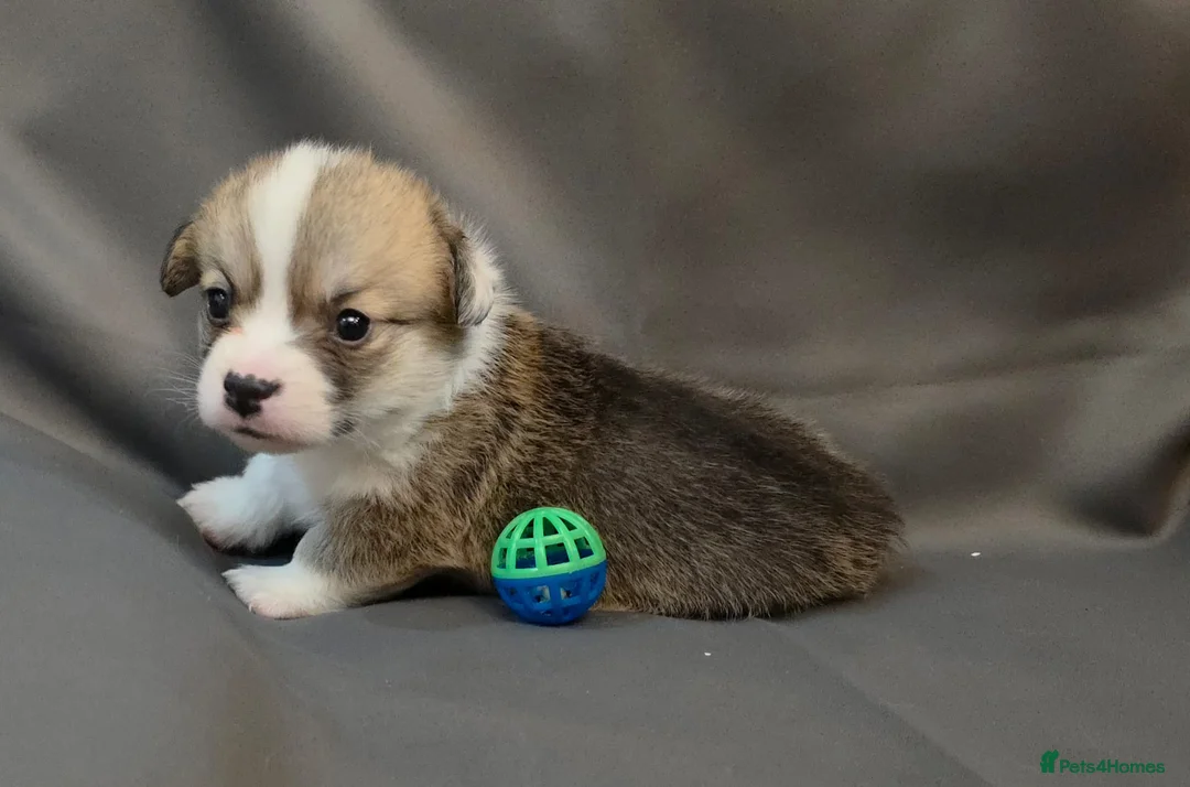 Welsh Corgi Pembroke dogs for sale: 33rd Generation KC Mixed Tail Pembroke Corgi Pups - Advert 29