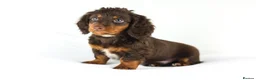 Miniature Dachshund dogs for sale: 4 male Dachshunds - Advert 6