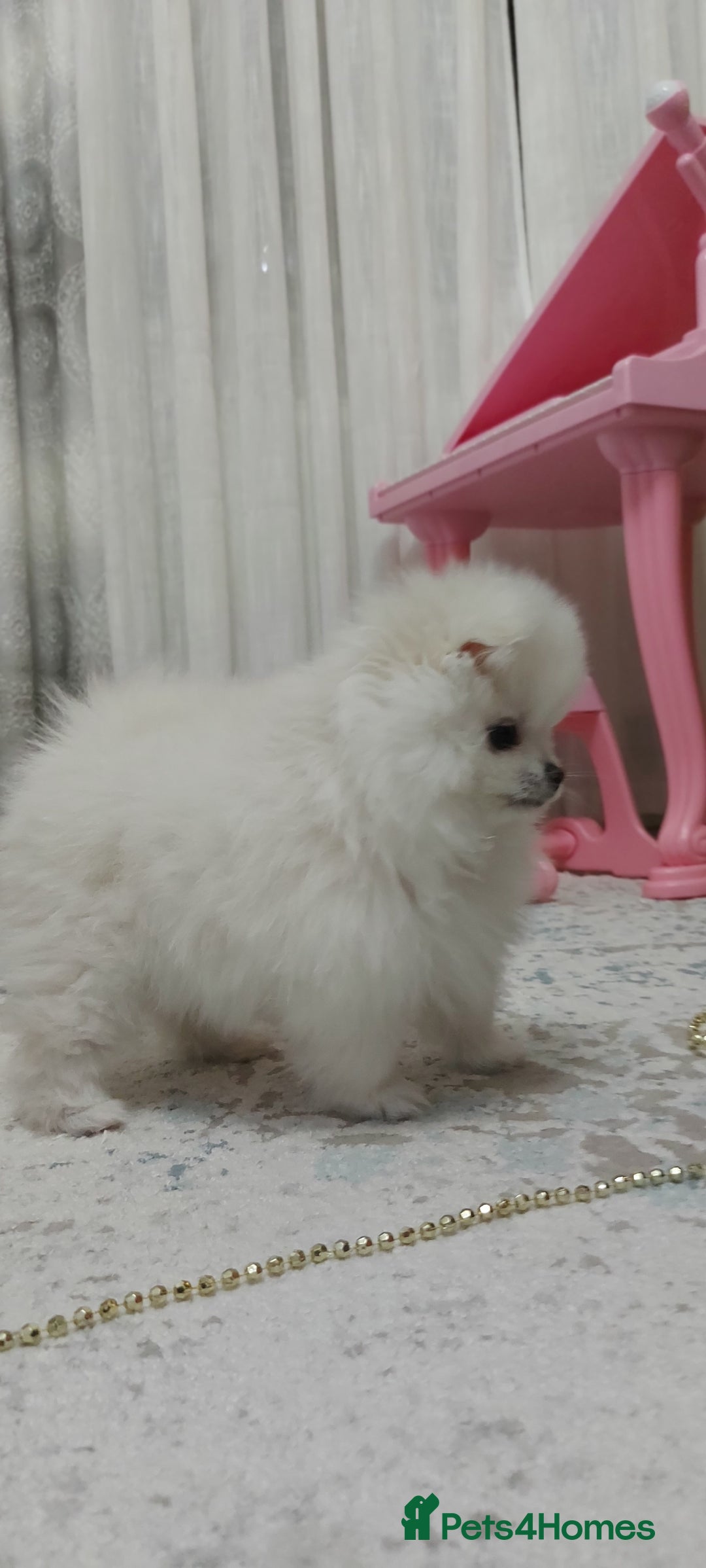 Pomeranian dogs for sale: Russian baby pomeranian(only one girls left) 💕💝  - Advert 6