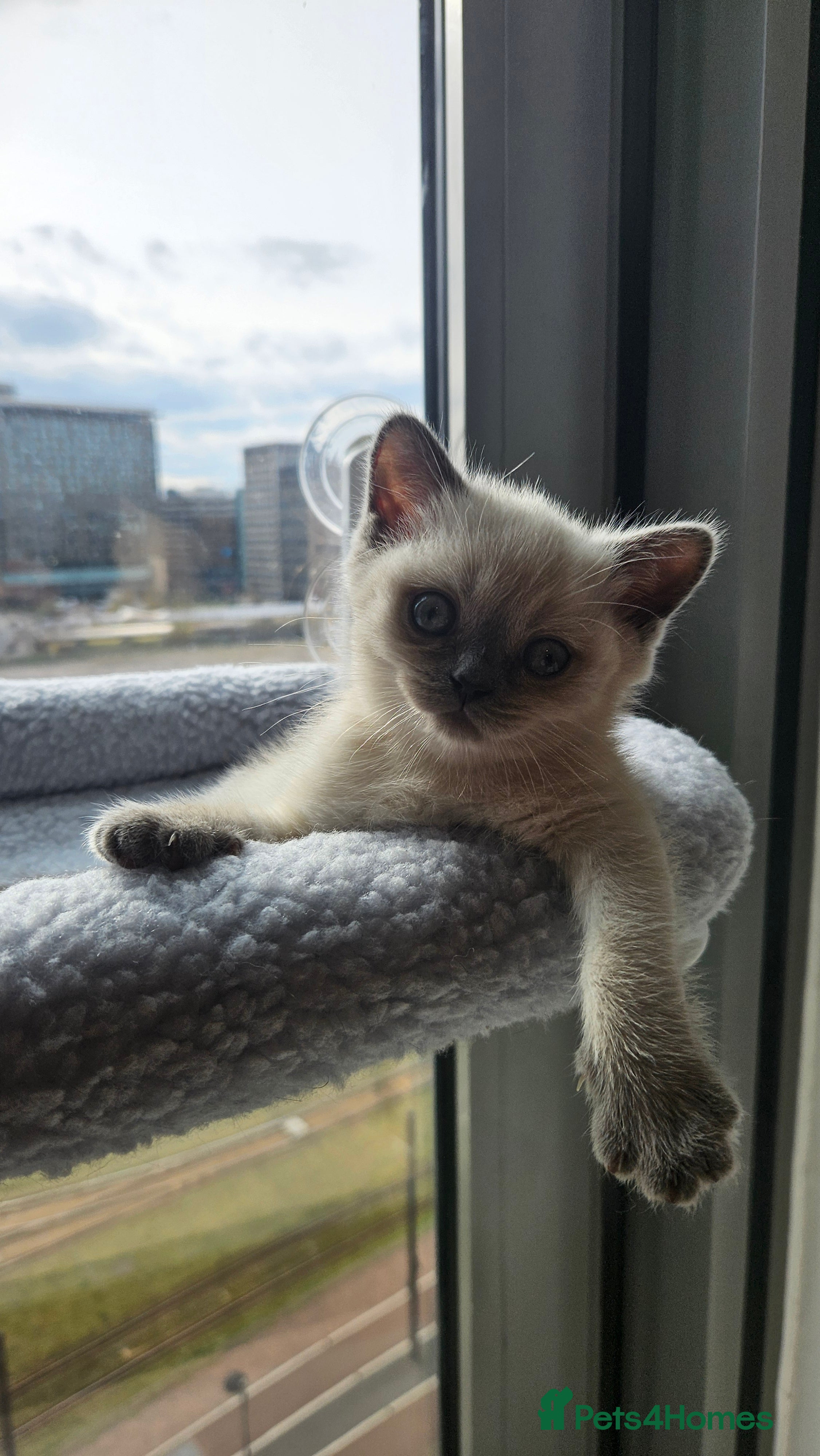 British Shorthair cats 🐱British Shorthair x Scottish Fold Kittens 👑✨️ - Advert 2