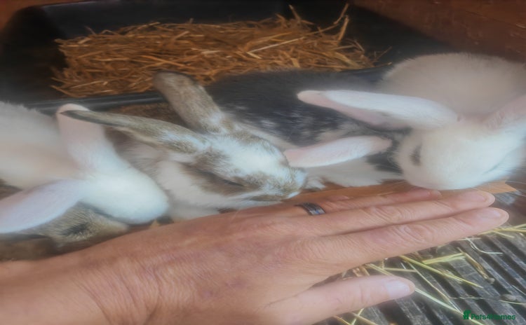 French Lop rabbits - Advert 2