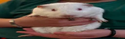 Guinea Pig rodents for sale: Trio of male Guinea Pigs & full setup! in Cirencester - Advert 5