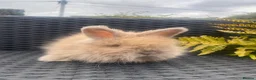 Mini Lop rabbits for sale: Adorable mini lops £85 - Advert 15