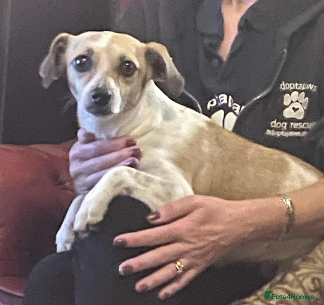 Mixed Breed dogs for adoption: Suki needs a loving home  - Advert 4