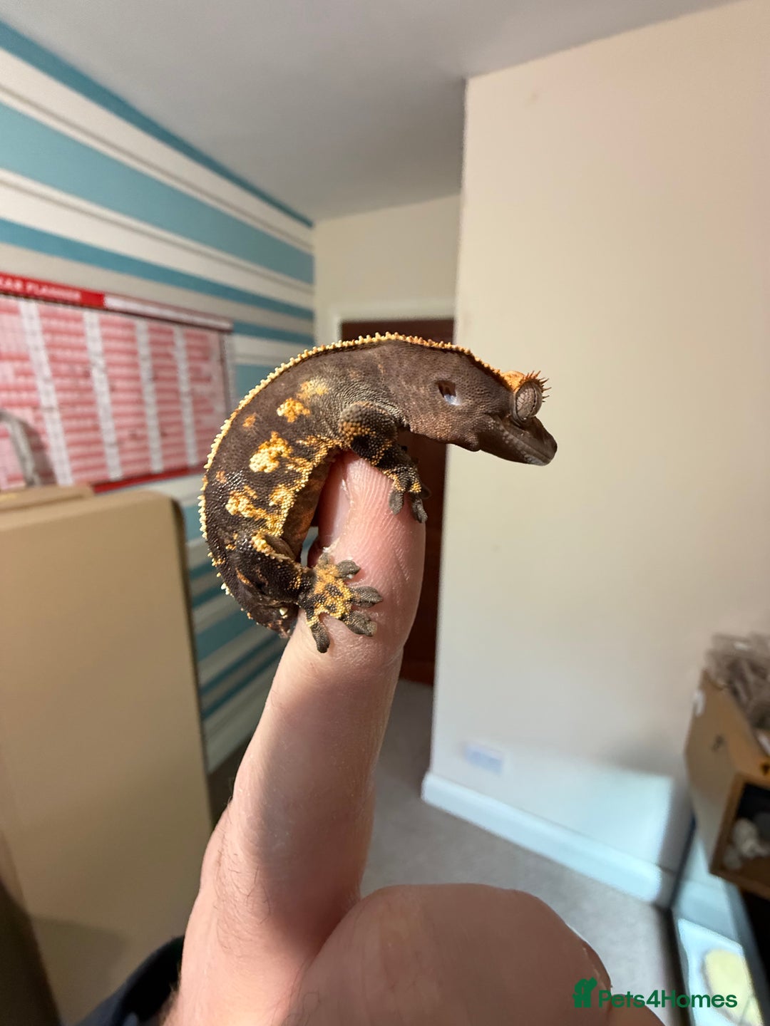Gecko reptiles for sale: 🔥🔥🔥 Baby crested Geckos 🔥🔥🔥 - Advert 15