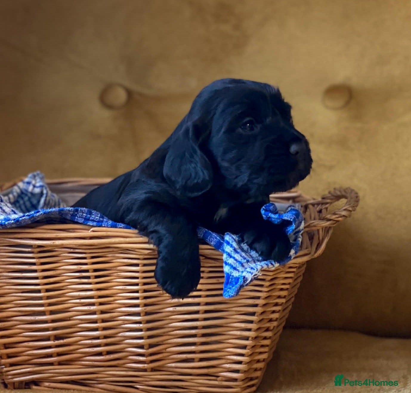 Cocker Spaniel dogs Cocker Spaniel puppies - Advert 7