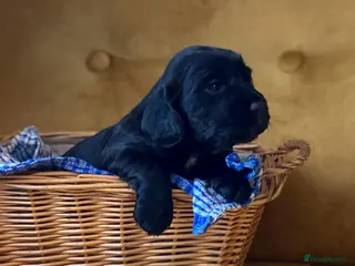 Cocker Spaniel dogs Cocker Spaniel puppies - Advert 7