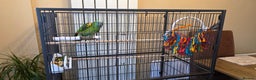 Parrots birds for sale: Yellow Headed Amazon Parrot   - Advert 6