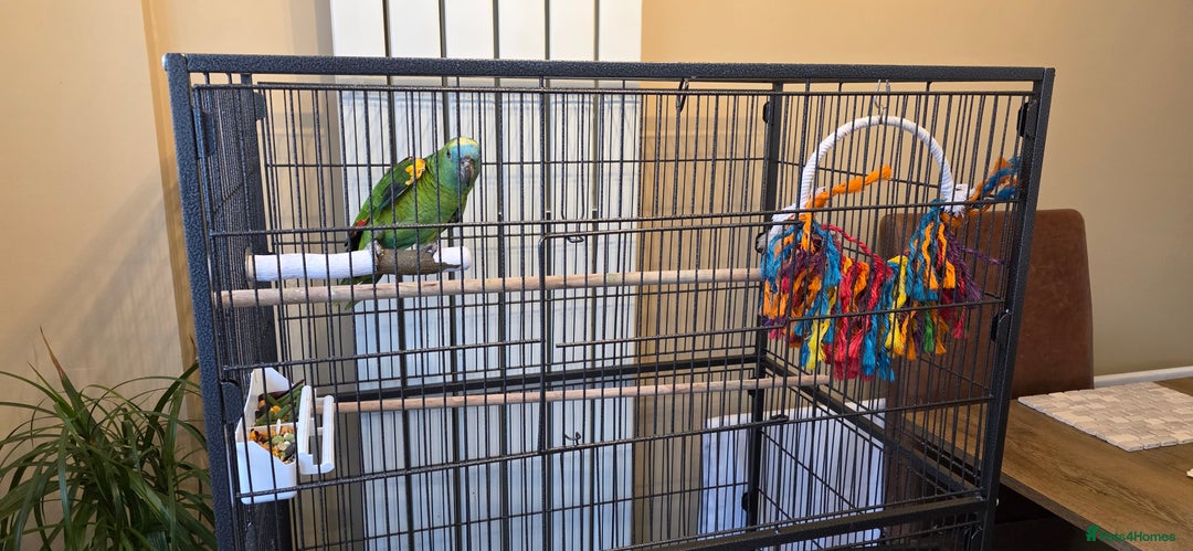 Parrots birds for sale: Yellow Headed Amazon Parrot   - Advert 6
