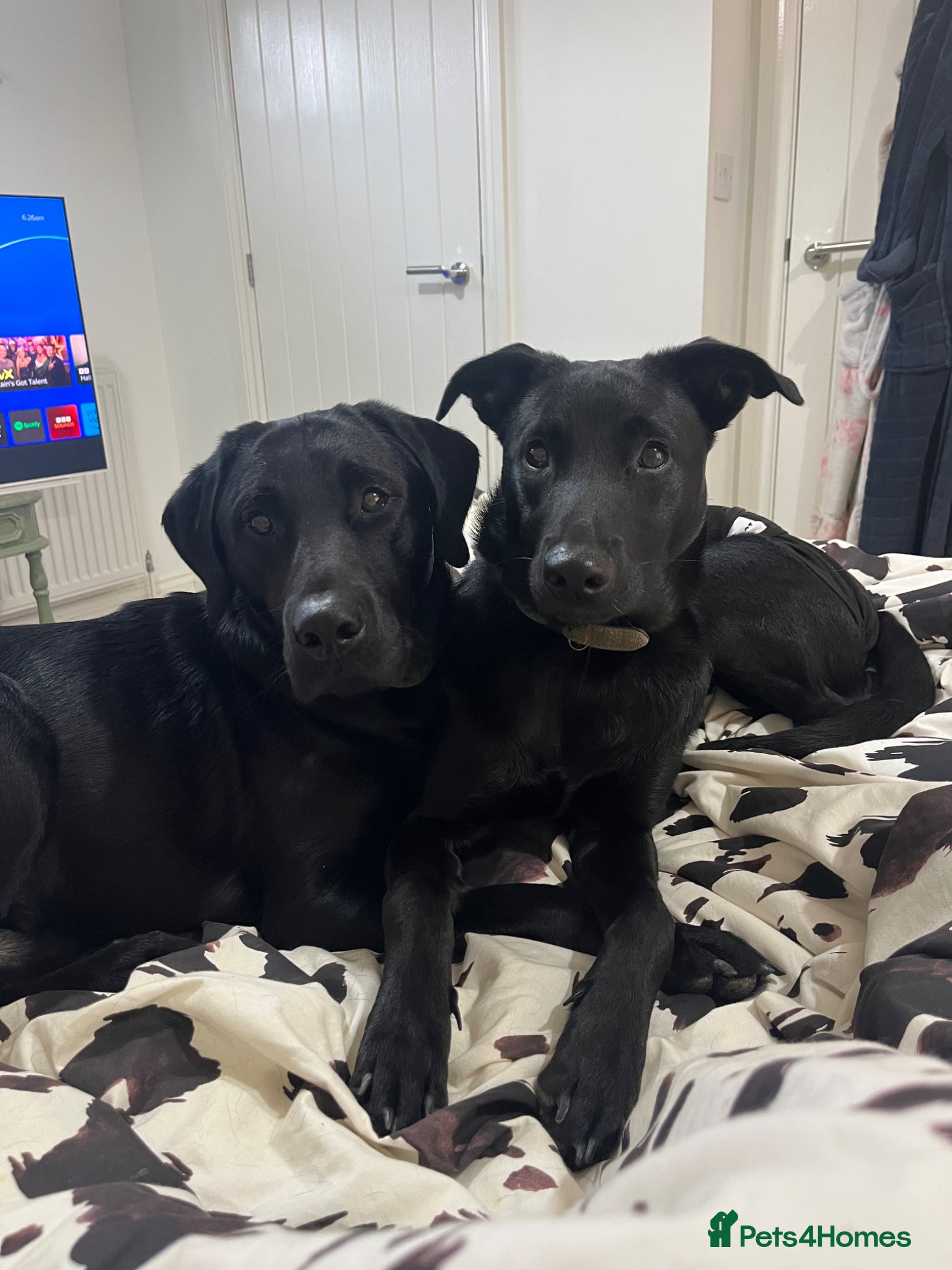 Mixed Breed dogs Belgian malonios x labrador bitch  - Advert 1