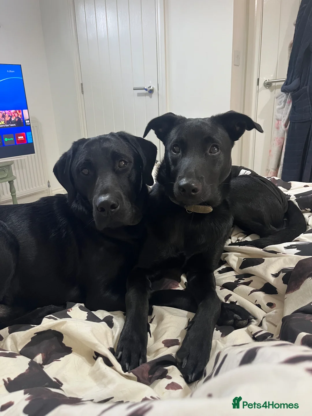 Mixed Breed dogs for sale: Belgian malonios x labrador bitch  - Advert 1