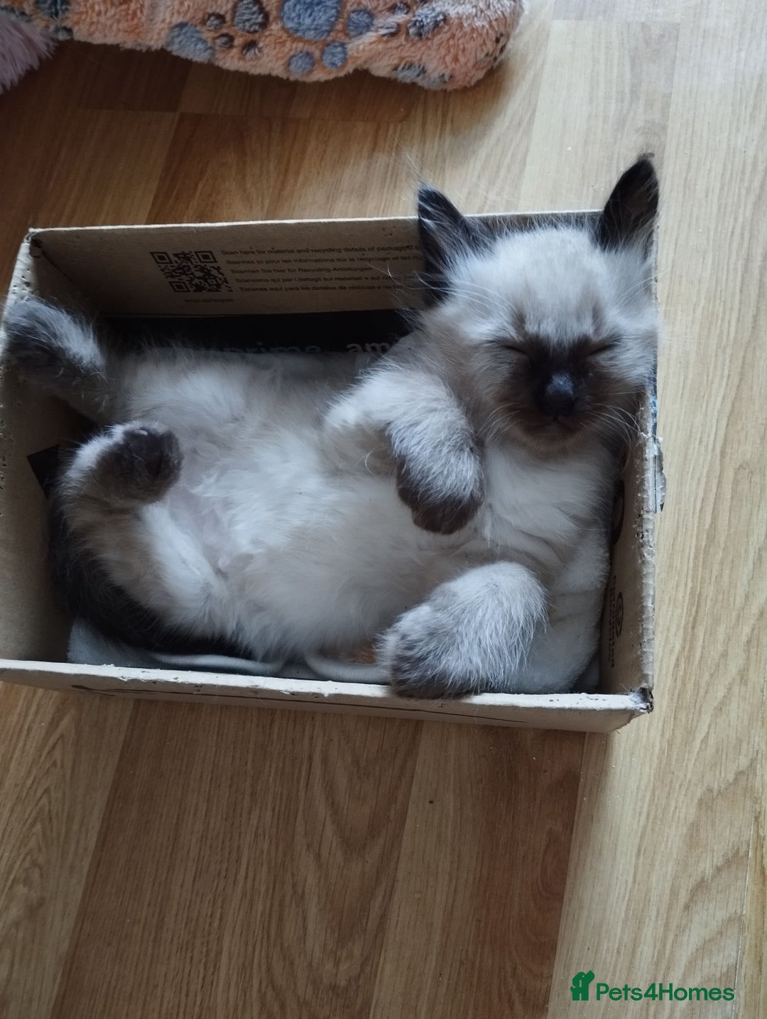 Ragdoll cats for sale: Traditional Ragdolls and Mink Ragdolls in Daventry - Image 18