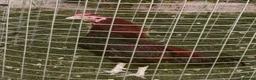 Chickens poultry for sale: 🌟Imported egg Aseel Rooster🌟 - Advert 3