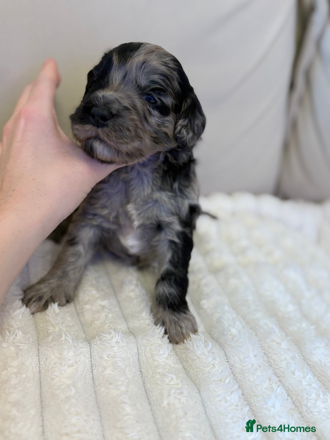 Cockapoo dogs for sale: Cockapoo litter  - Advert 13