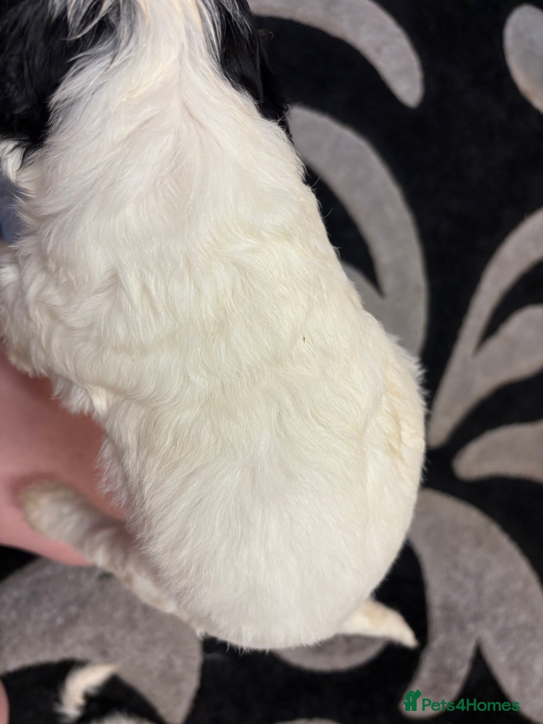 Sproodle dogs for sale: Spoodles - Image 13