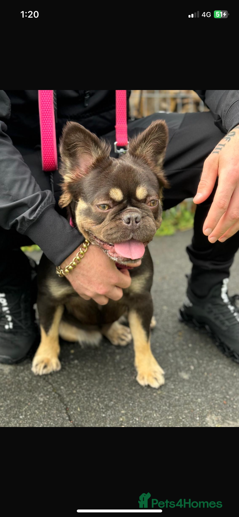 French Bulldog dogs Izzy the Rojo Fluffy - Advert 2