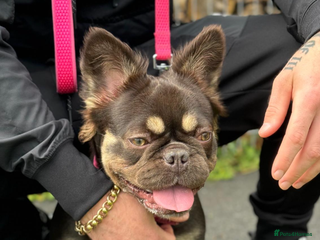 French Bulldog dogs Izzy the Rojo Fluffy - Advert 1