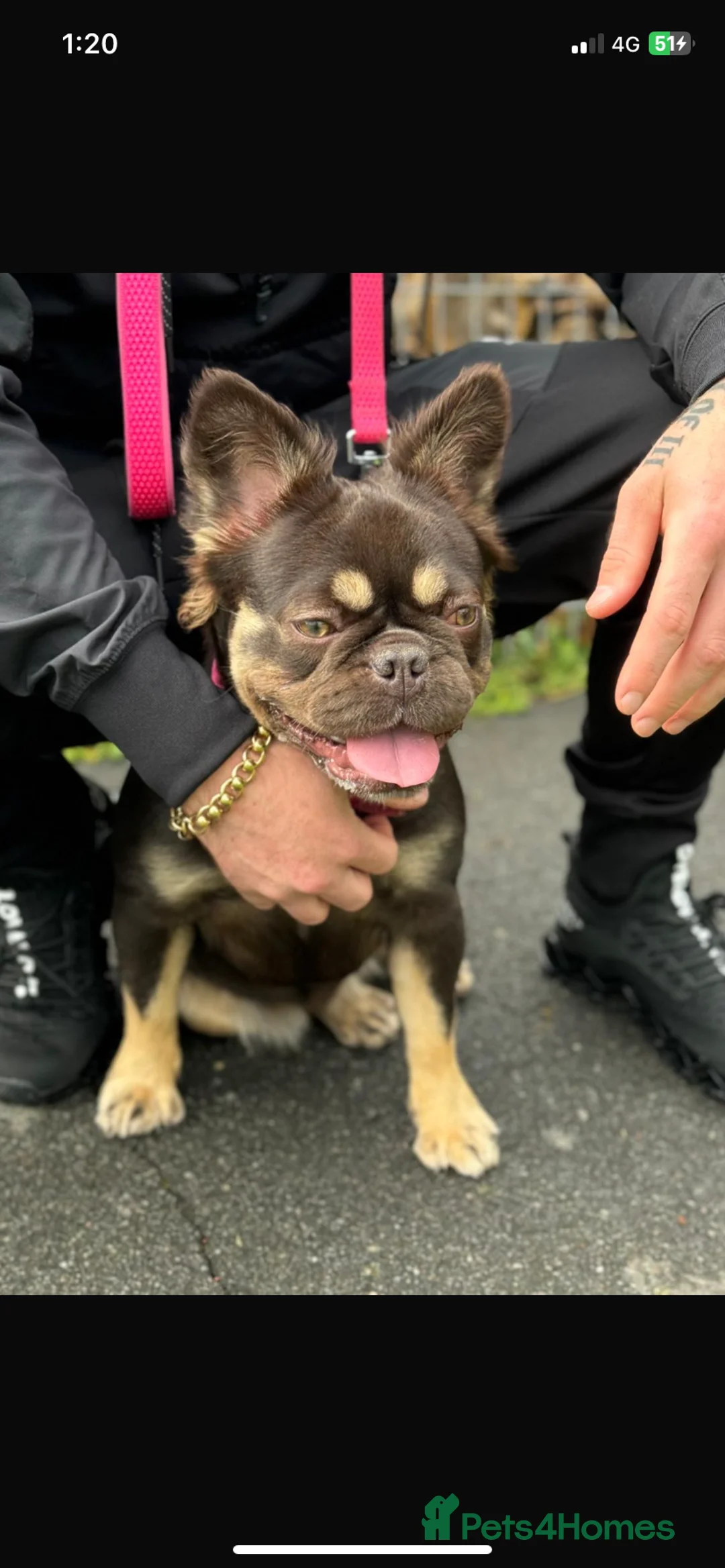 French Bulldog dogs for sale: Izzy the Rojo Fluffy - Advert 1