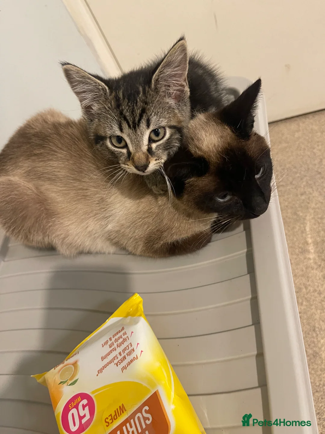 Brazilian Shorthair cats for sale: 3 Gorgeous Kittens  - Advert 1