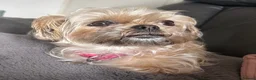 Mixed Breed dogs for sale: Shorkiepoo in Newport - Advert 10