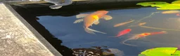 Koi Carp fish for sale: Beautiful golden butterfly Koi in Carmarthen - Advert 6
