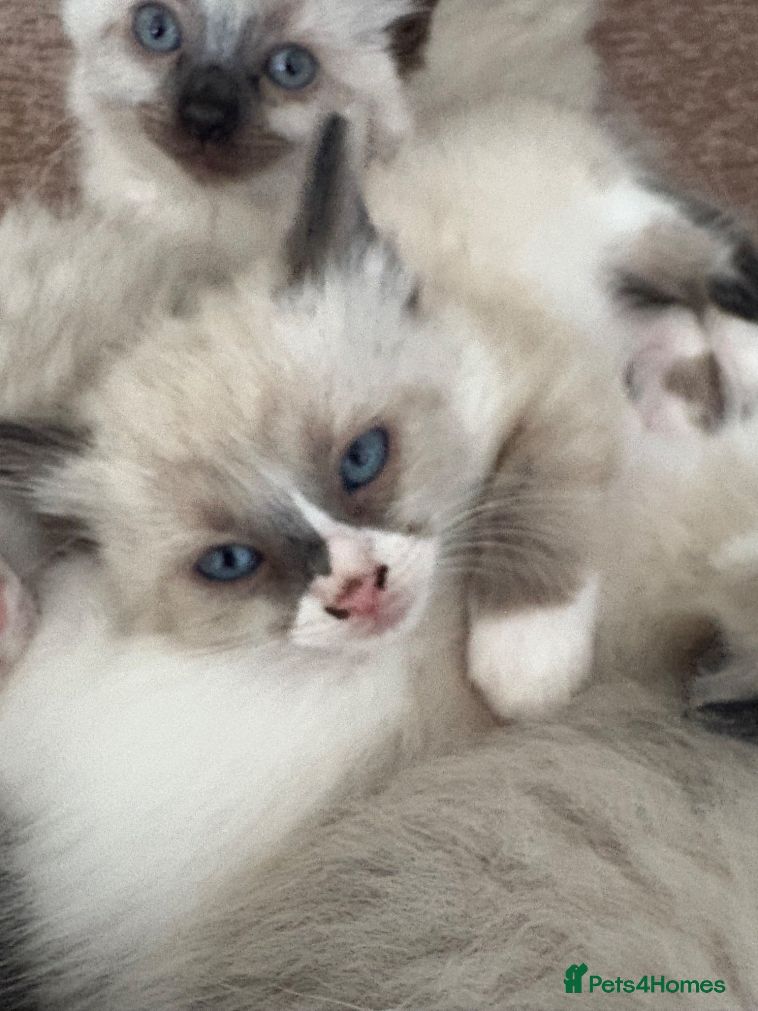 Ragdoll cats Beautiful 100% ragdoll babies - Advert 4