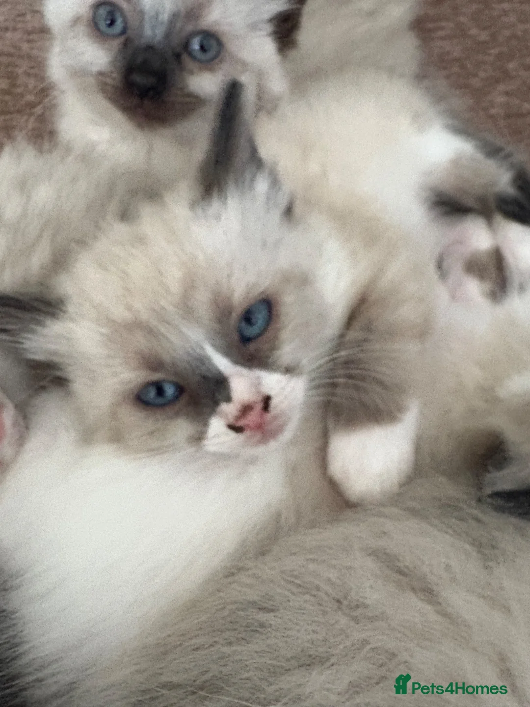 Ragdoll cats for sale: Beautiful 100% ragdoll babies - Advert 1