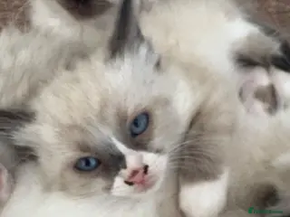 Ragdoll cats Beautiful 100% ragdoll babies - Advert 4
