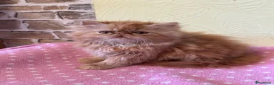 Ginger 