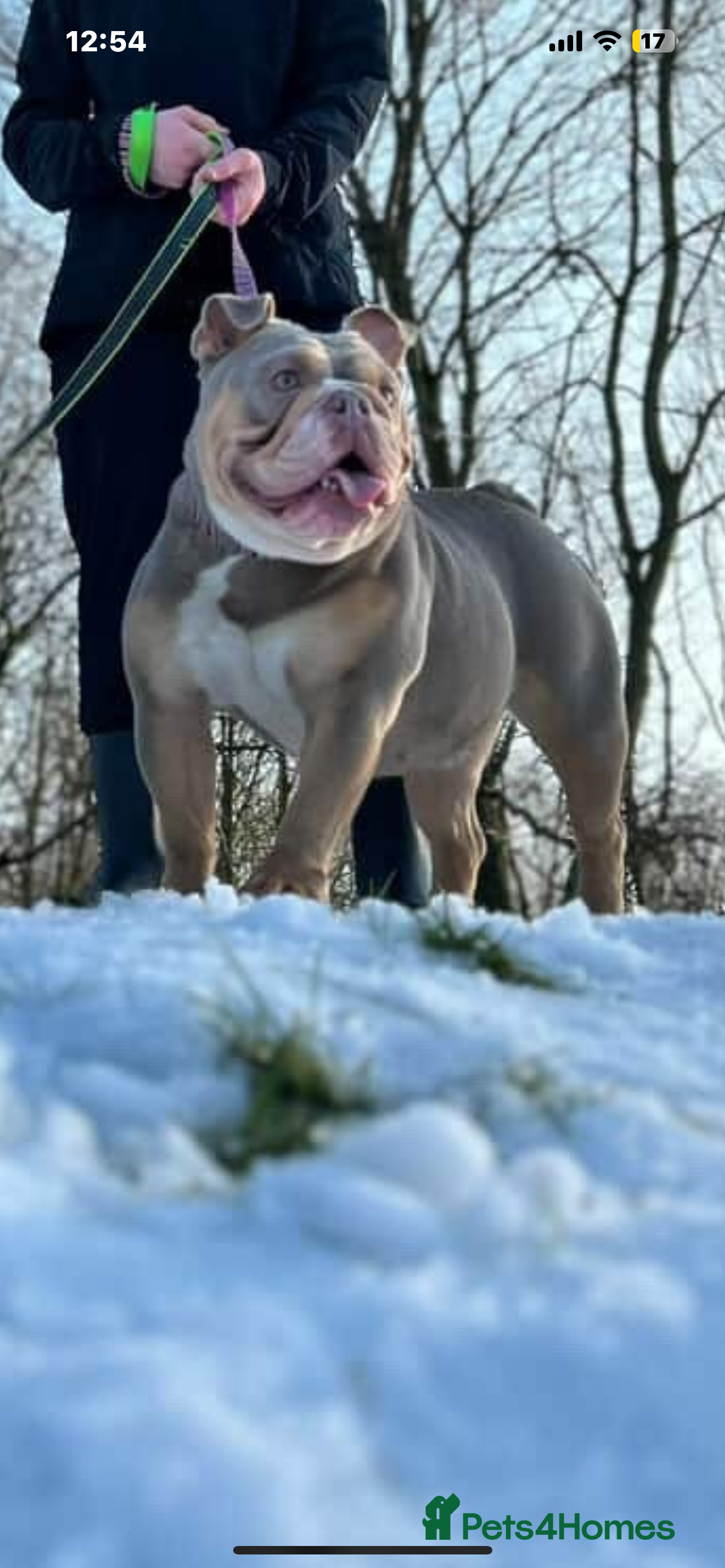 English Bulldog dogs 6 beautiful English bulldogs  - Advert 10