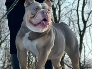 English Bulldog dogs 6 beautiful English bulldogs - Advert 3